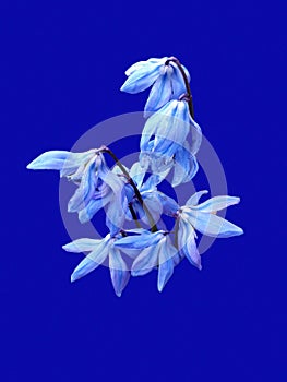 Light blue flowers in blue.