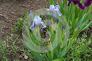 Light blue flowers and buds of bearded iris