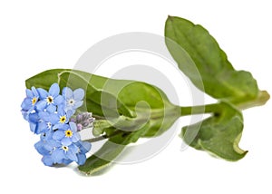 Light blue flowers of Forget-me-not (Myosotis arvensis), isolate