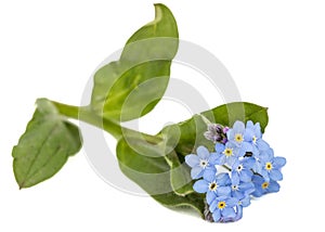 Light blue flowers of Forget-me-not (Myosotis arvensis), isolate