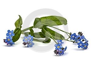 Light blue flowers of Forget-me-not (Myosotis arvensis), isolate