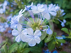 Light blue flowers of Tiny periwinkle. Catharanthus pusillus