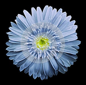 Light blue gerbera flower on the black isolated background with clipping path. Closeup. no shadows. For design.