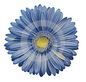 Light blue gerbera flower, white isolated background with clipping path. Closeup. no shadows. For design.