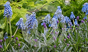 Light blue grape hyacinth muscari flowers planted in a flower bed.