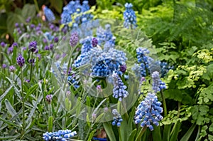 Light blue grape hyacinth muscari flowers planted in a flower bed.