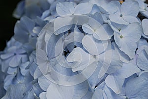 Light Blue Hydrangea Bush in Bloom