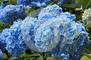 Light blue hydrangea flowers in the garden