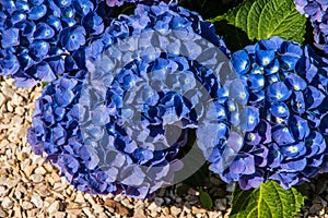 Light blue hydrangea flowers and light yellow ornamental gravel  2