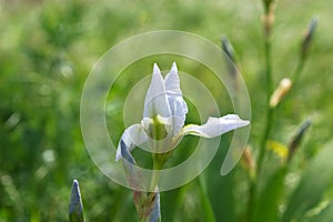 Light blue iris flower closeup