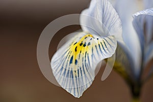 Light blue iris Katharine Hodgkin macro photogrpahy floral background.