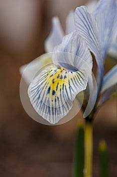 Light blue iris Katharine Hodgkin macro photogrpahy floral background.