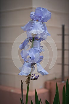 Light blue irises on the buffy background