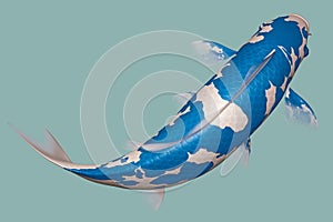 Light Blue Koi Fish