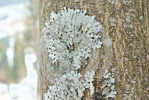 Light blue lichen growing on the bark of a tree