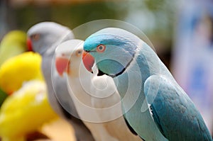 A light blue lory bird in the foreground with many others in the backdrop