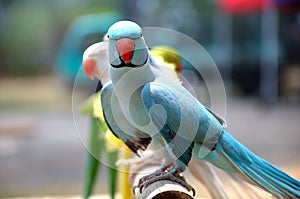 A light blue lory bird in the foreground with many others in the backdrop