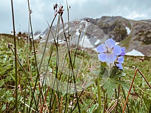 Light blue mountain flowers on a cloudy day against the snow mountains close-up