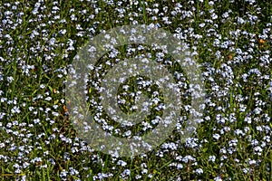 Light blue myosotis flowers in green grass