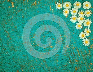 Light blue old textured background with daisy flowers