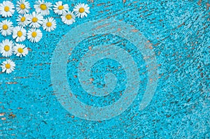 Light blue old textured background with daisy flowers