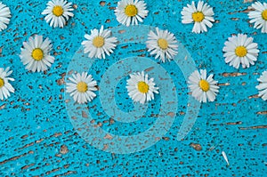 Light blue old textured background with daisy flowers turquoise