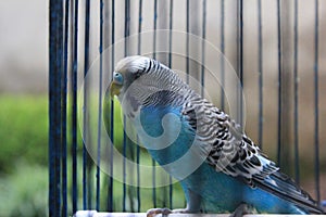 Light Blue Parakeet Bird Perching in the Cage
