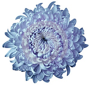 Light blue-pink flower chrysanthemum isolated on white background. For design. Clearer focus. Closeup.