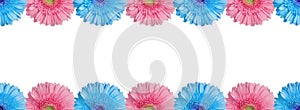 Light blue and pink halves gerbera flowers border on white background isolated close up, half gerber flower seamless pattern