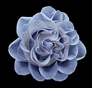 Light blue rose flower on the black isolated background with clipping path.Closeup no shadows.