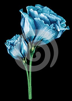 Light blue roses flowers on black isolated background with clipping path. Closeup. For design.