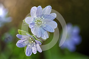 Light blue Sharp-lobed Hepatica Hepatica acutiloba blooms.