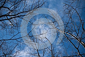 Light blue sky through tree branches and white, long, billowy cloud with touches of color along