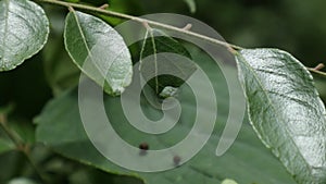 A light blue slug eating a Curry leaf while sitting on the leaflet of a curry tree