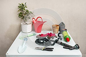 A light blue smooth metal table filled with gardening objects next to a pot of ficus benjamina, gloves, empty pots, a salmon-