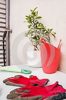 A light blue smooth metal table filled with gardening objects next to a potted ficus benjamina