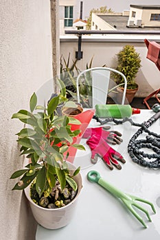 A light blue smooth metal table filled with gardening objects next to a potted ficus benjamina in the foreground