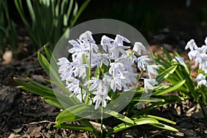 Light blue spring scilla flowers