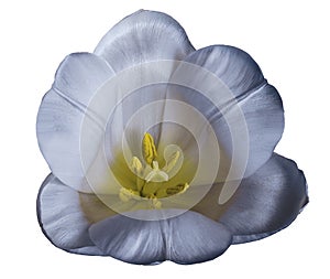 Light blue tulip flower on isolated white background with clipping path without shadows. Close-up. For design.