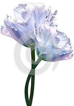 Light blue  tulip.  Flower on  white isolated background with clipping path.  For design.  Closeup.