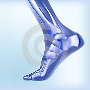 Light blue visualization of bones of foot. photo