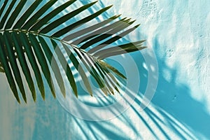Light blue wall with shadow and leafs palm.