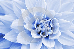 Light blue and white dahlia flower macro photo