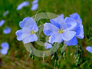 Light blue wild flex flowers in bloom. fragile beautiful petals. soft green background.