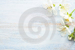 Light  blue wooden shabby background with Cherry flowers