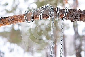 On a light blurred background pine branch in the chain