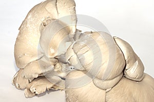 Light bortolane type mushrooms cultivate