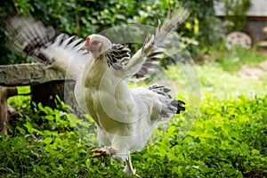 Light Brahma Farm Chicken