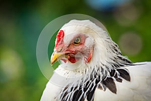 Light Brahma Farm Chicken photo