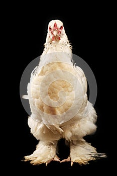 Light brahma hen photo